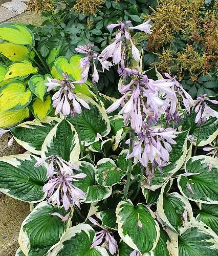 Kostelapartmany Daire Liberec